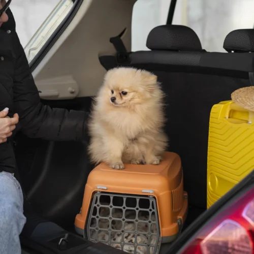 Safe PET Travel and Transportation